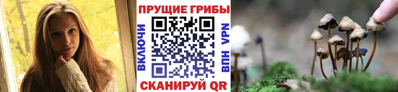 Псилоцибиновые грибы Psilocybine cubensis  Купить где  Игарка 